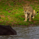 Львица сидит на берегу, смотря на буйвола в воде