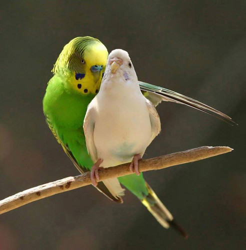 Зелёный волнистый попугайчик трогательно ухаживает за бел...