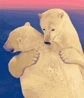 Белые медведи обнимаются на северном полюсе
