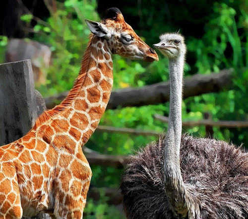  Оранжевый, <b>словно</b> солнышко, детеныш жирафа одного роста с...  гифка анимация