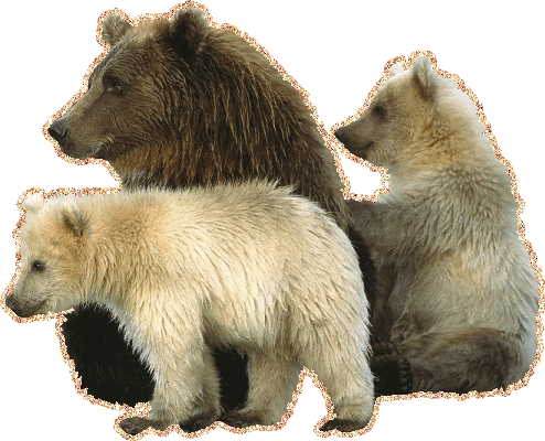 Анимированная фотография медведицы и двух медвежат