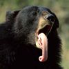 Медведь показывает язык