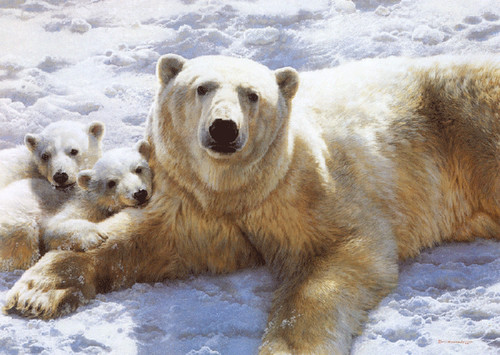 Рисунок белых медведей, лежащих на снегу