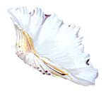 Морская раковина, похожая на лепестокцветка