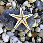Морская звезда и камни