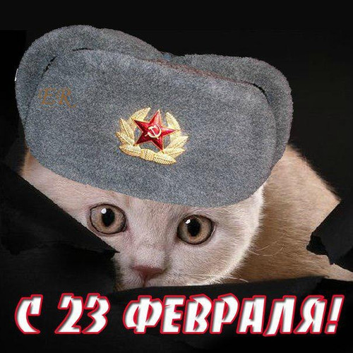 С Днем Защитника Отечества! С 23 февраля! Кот в шапке