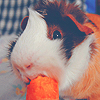 Морская свинка кушает моркву