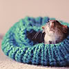 Мышка спряталась в шапке