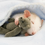 Мышонок под одеяльцем спит плюшевым мишкой, автор moonlig