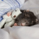 Мышка спит с плюшевым медведем, автор moonlightlady