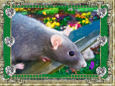  Анимированное <b>фото</b> очаровательной крысы  гифка анимация