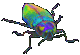 Радужный жук
