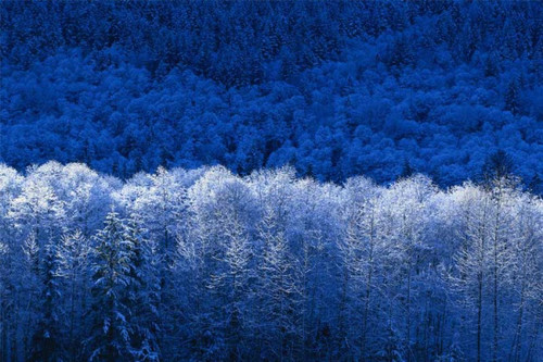 Зимний лес готовится к встрече нового года