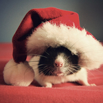 Крыса в новогодней шапке