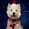 Милая собачка с новогодним шарфиком и шапкой