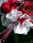 Мигающая лилия красно-белая