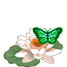  <b>Речная</b> лилия с бабочкой  гифка анимация