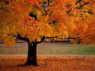 Открытки Осень. Осеннее дерево