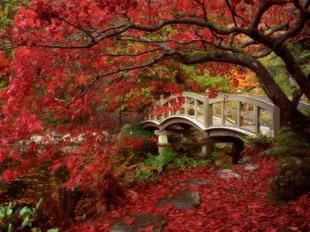 Открытки Осень. Изящный мостик