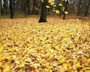 Картинки Осенняя листва укрыла землю