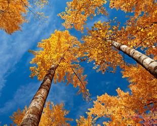 Открытки Осень. Кроны желтых берез на фоне голубого неба