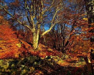 Картинки Осенняя дорога, идущая вверх