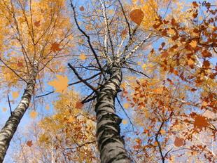 Открытки Осень. Осенние кроны деревьев