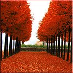  Осень. <b>Аллея</b> с красной листвой  гифка анимация