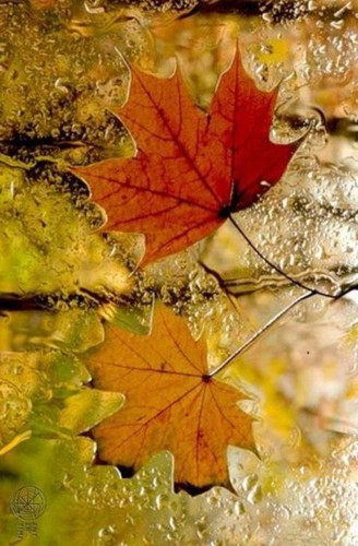 Открытки. Осень!  Кленовые листья на стекле
