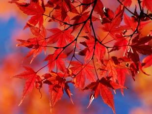 Открытки Осень. Покрасневшая листва