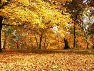 Открытки Осень. Осенний пейзаж