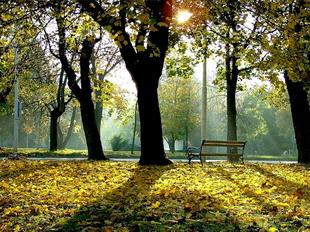 Открытки Осень. Осенняя скамейка в парке освещена солнцем