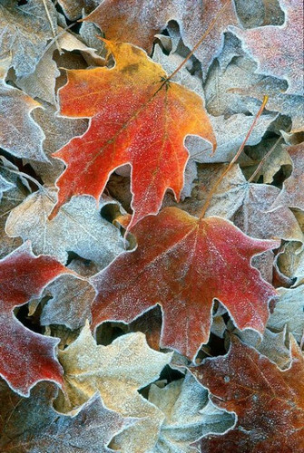 Открытки. Осенние листья с кромкой мороза