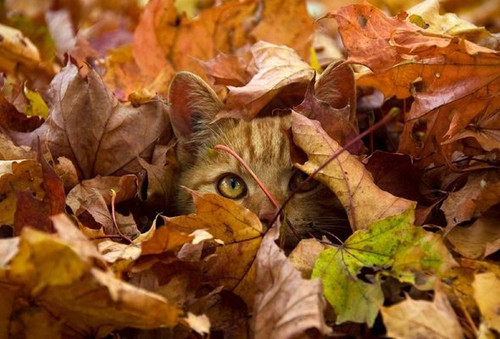 Открытки. Осень! Кот в желтой листве