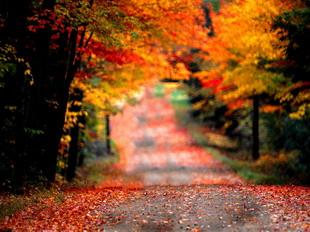Открытки Осень. Покрасневшая от листвы дорога