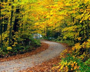 Открытки Осень. Осенняя дорога