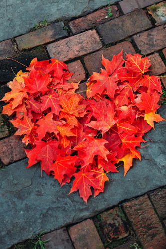 Открытки. Осень!  Сердечко из красной осенней листвы