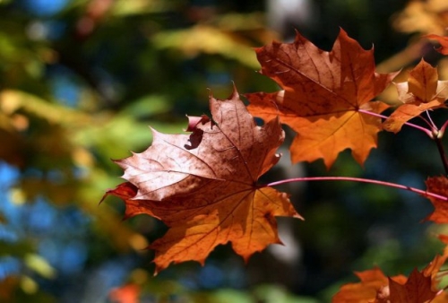 Открытки. Осень!  Красные кленовые листья