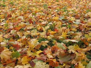Открытки Осень. Кленовые листья устелили землю