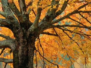 Открытки Осень. Пожелтело могучее дерево