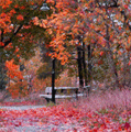  Осень раскрасила <b>красной</b> <b>краской</b> все  гифка анимация