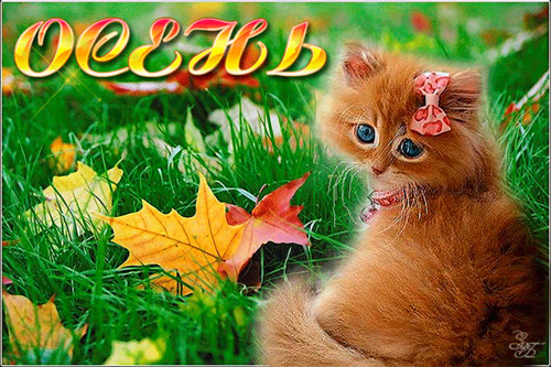 Открытки. Осень. Рыжий котенок с бантиком