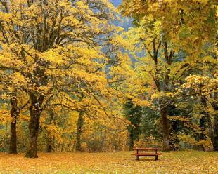 Открытки Осень. Скамья на фоне осенних деревьев