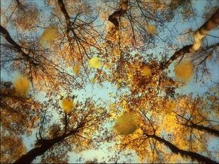 Картинки Кроны осенних деревьев