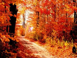 Открытки Осень. Осенняя дорога  (7)