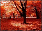 Осень красной листвой устелила