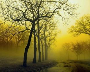 Открытки Осень. Желтый туман