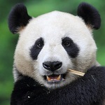 Панда с палочкой в пасти