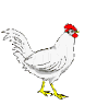  <b>Курица</b> в поисках пищи  гифка анимация