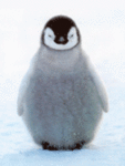 Пингвин несогласен